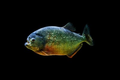 De Piranha in huis
