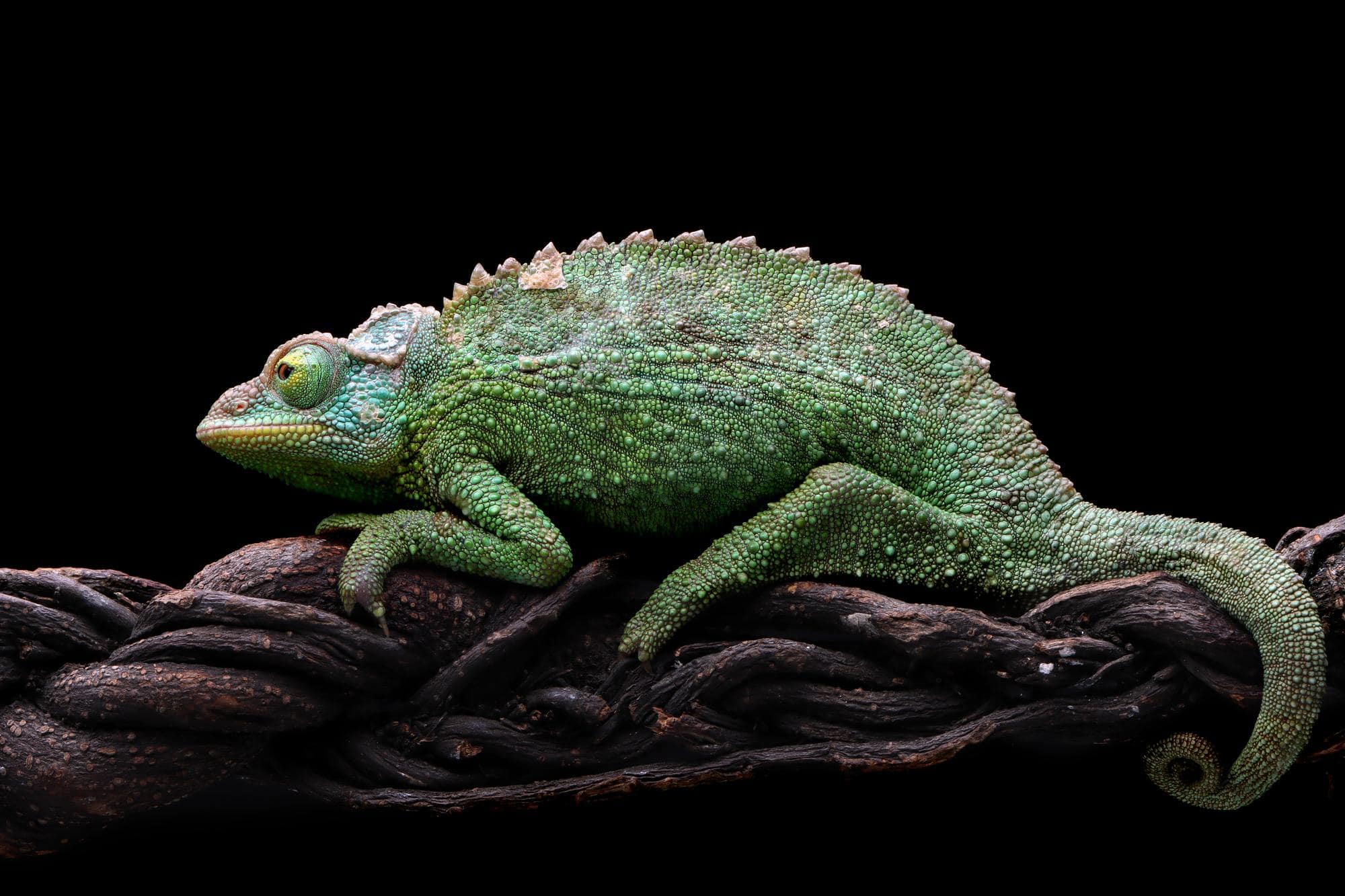 Tijd voor een exotische vriend in huis?